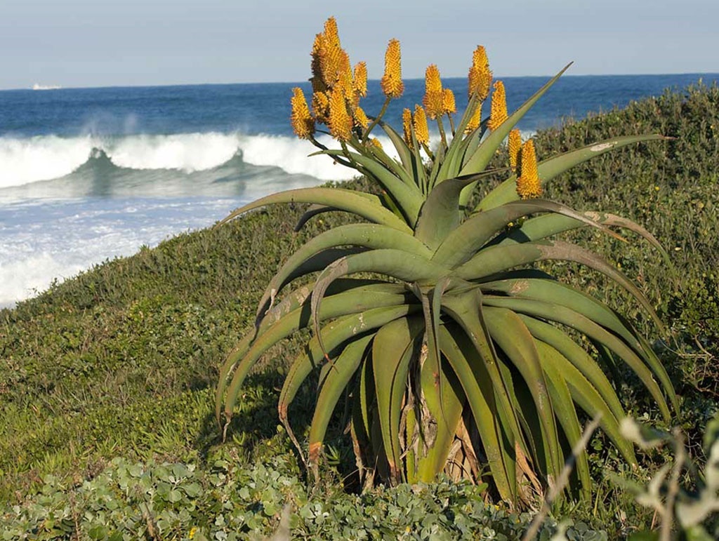 DuneAloe